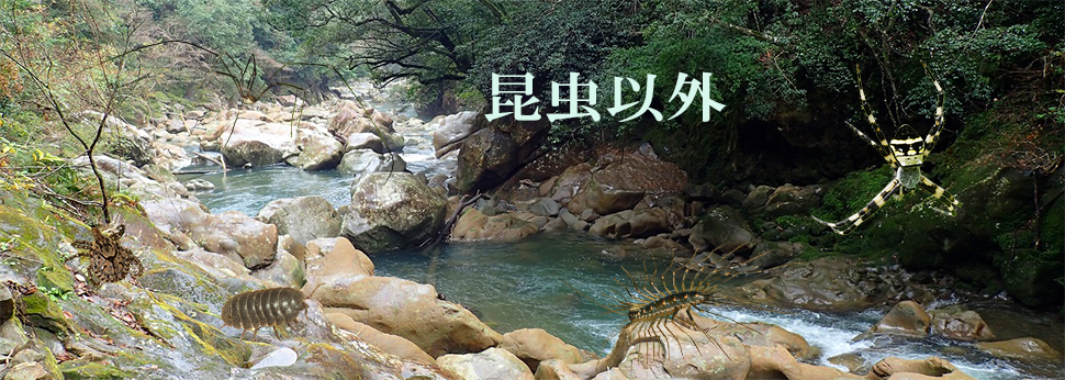 昆虫以外の陸上節足動物