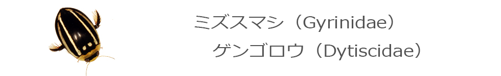 	ゲンゴロウ・ガムシ