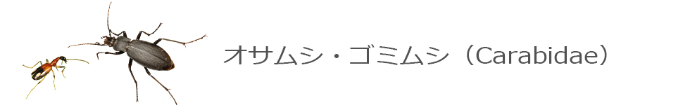 オサムシ・ゴミムシ