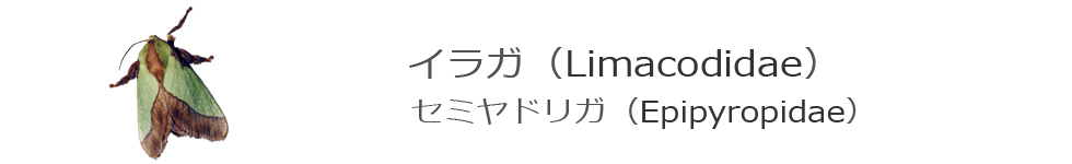 イラガ