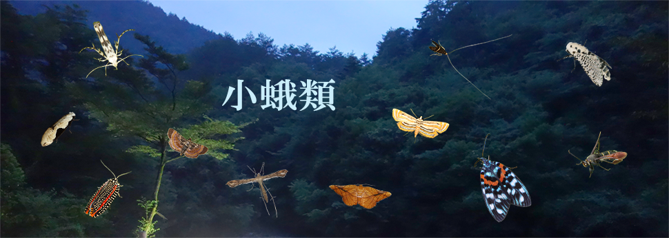 小蛾類