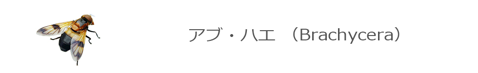 ガガンボ