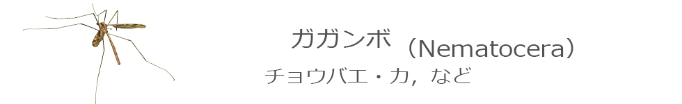ガガンボ