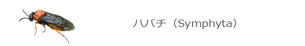 ハバチ
