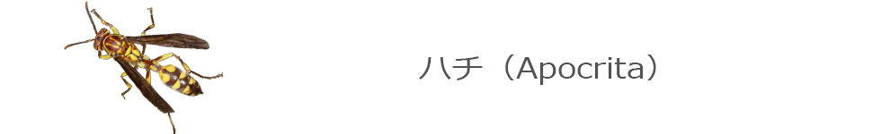 ハチ
