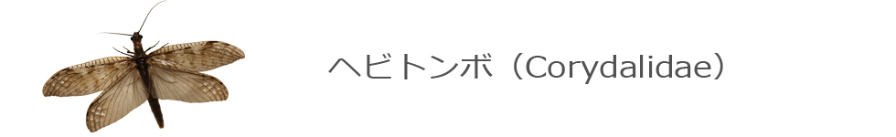 wrg{