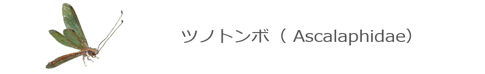 cmg{