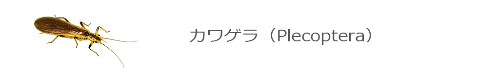 カワゲラ
