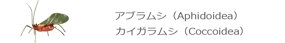 アブラムシ