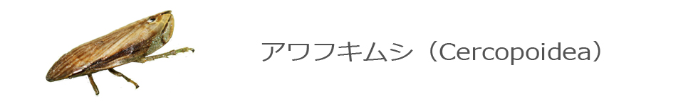 アワフキムシ
