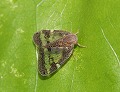 button1