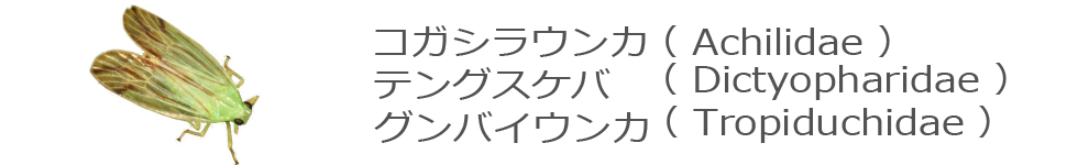 コガシラウンカ