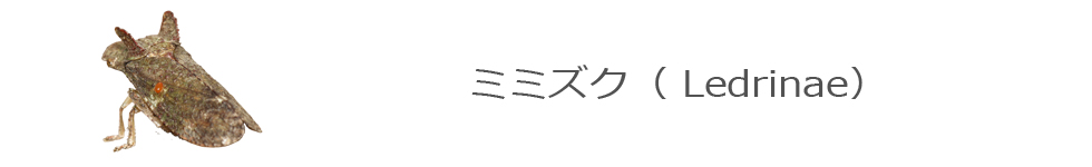 AtLV