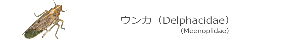 ウンカ