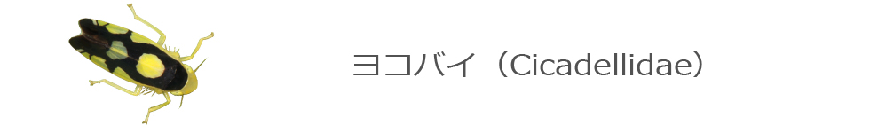 ヨコバイ